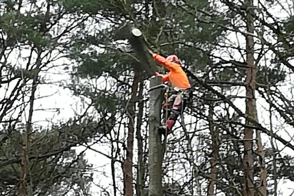 Bomen Maarten