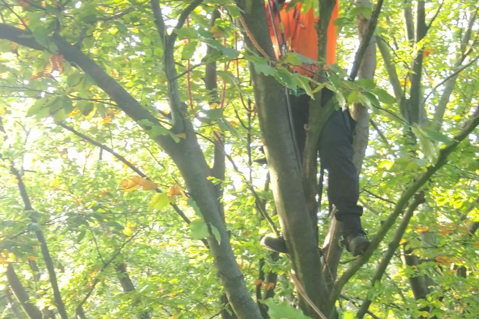 Bomen Maarten