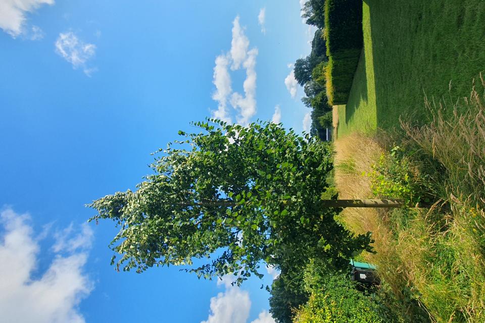 Bomen Mon