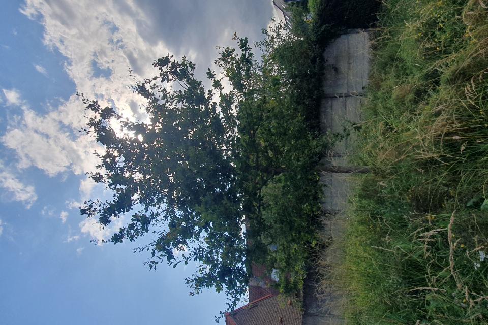 Bomen Mon
