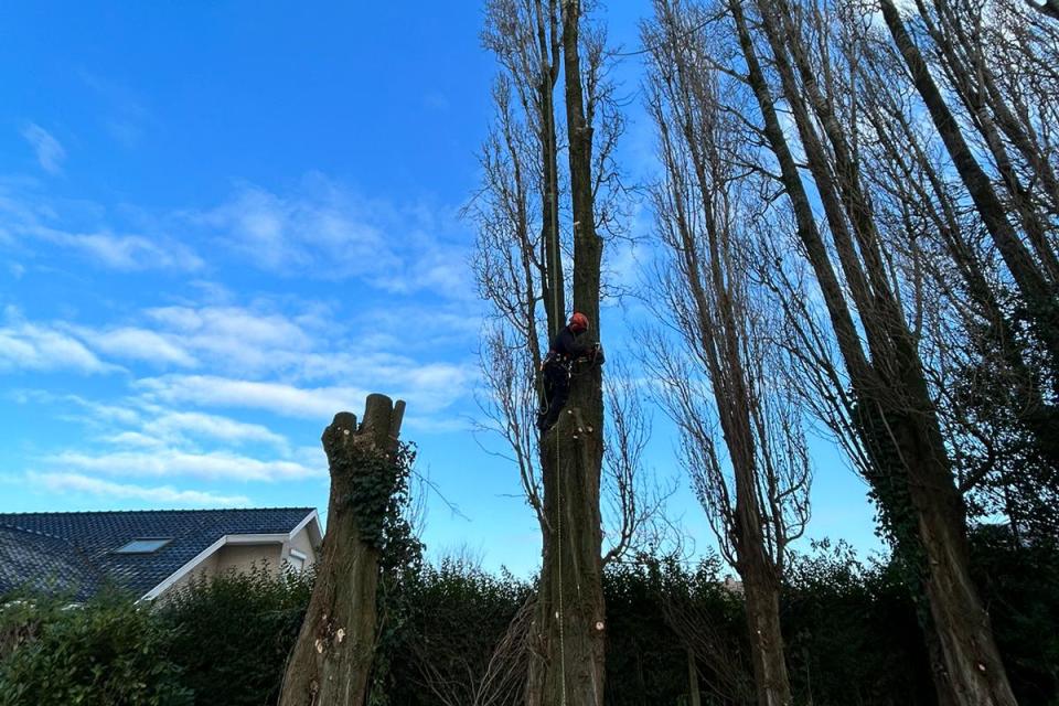 Bomen Mon