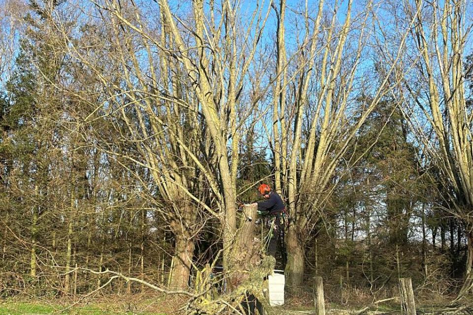 Bomen Mon