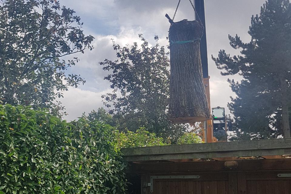 Boris Christiaens arborist