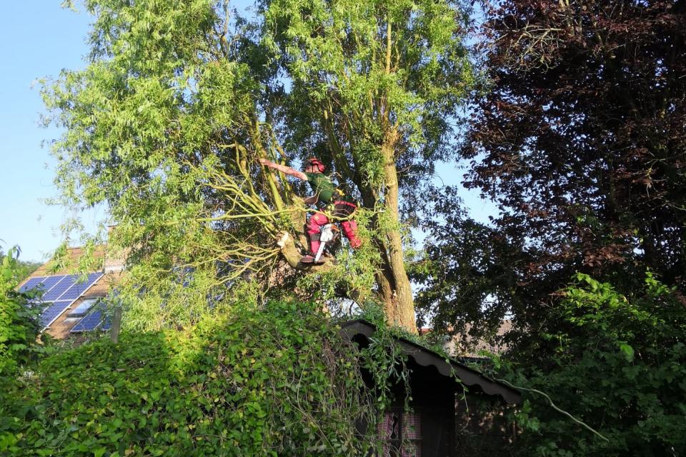Afbreken of vellen van bomen