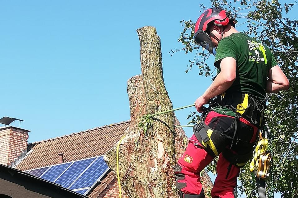 Demonteren of vellen van bomen