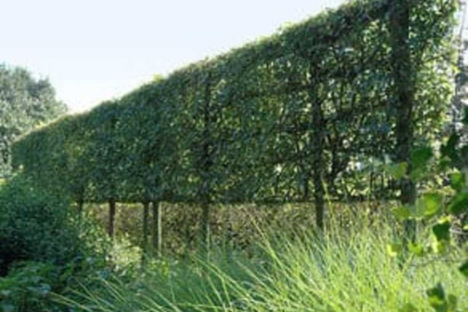 De Groene