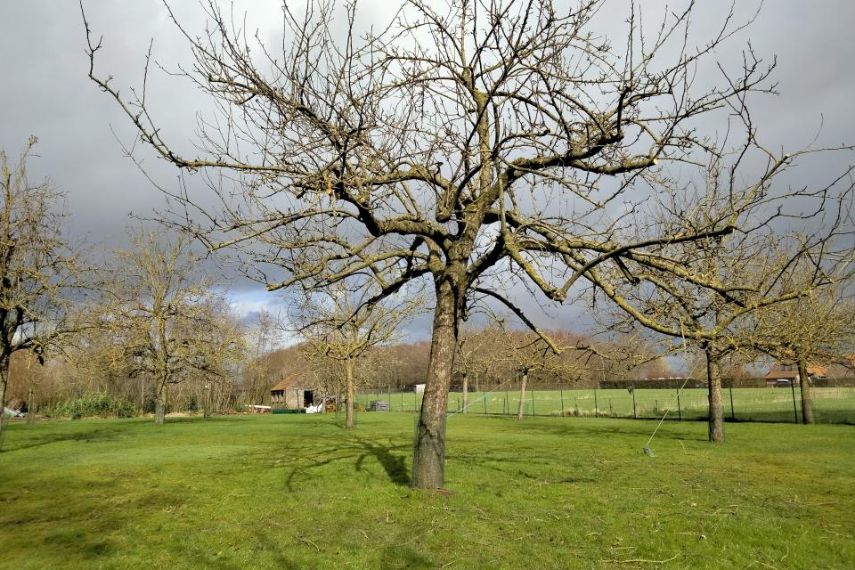  Hoogstamappel na grote grote snoei.