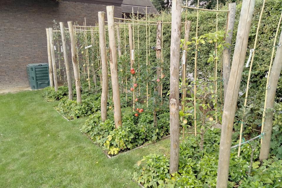 Lei appel en peer ter vervanging van 3 buxus blokken.