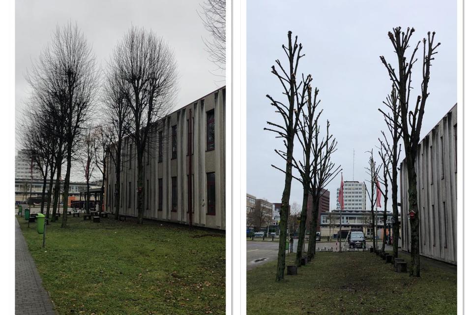 Eykenboom Tuinwerken