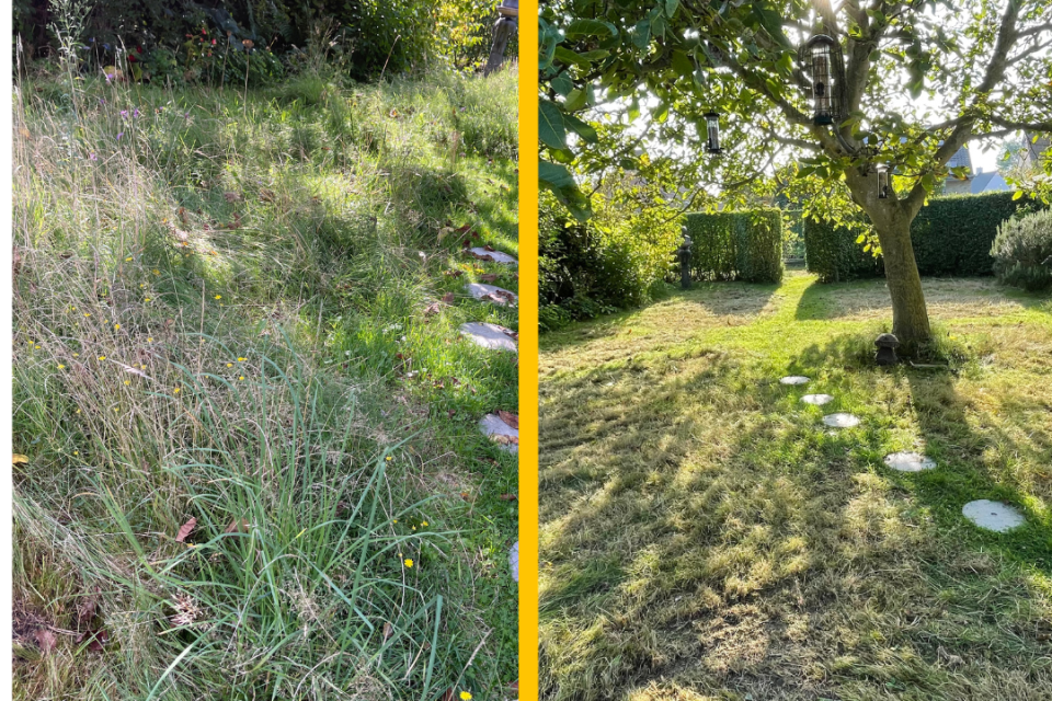Aanleg en beheer van bloemenweides