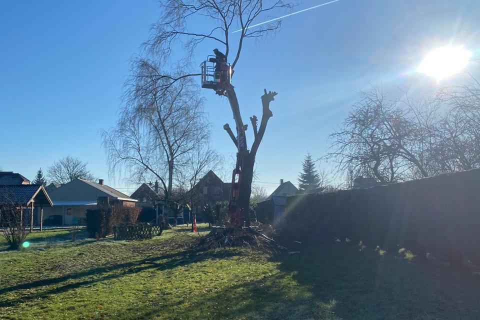 Bomen snoeien
