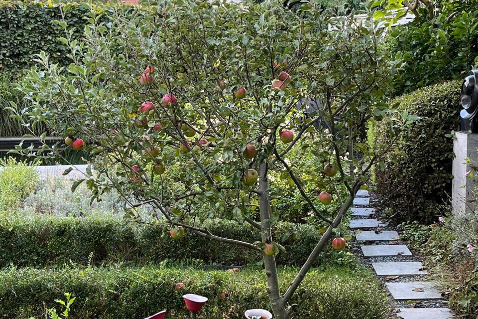 Doorlaatbaar wandelpad in een biodiverse, deels eetbare tuin