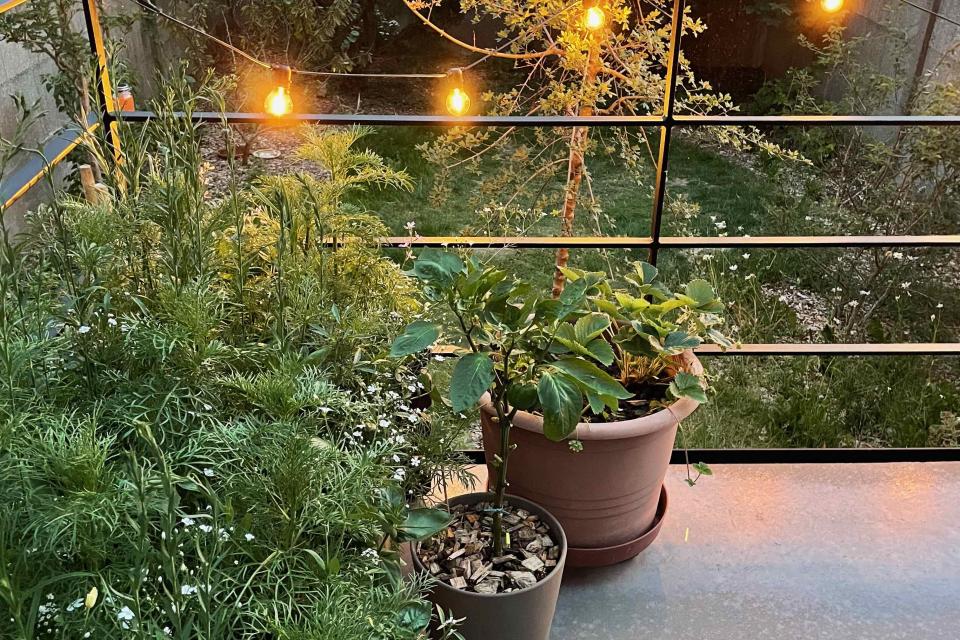 Bomen in stadstuintje