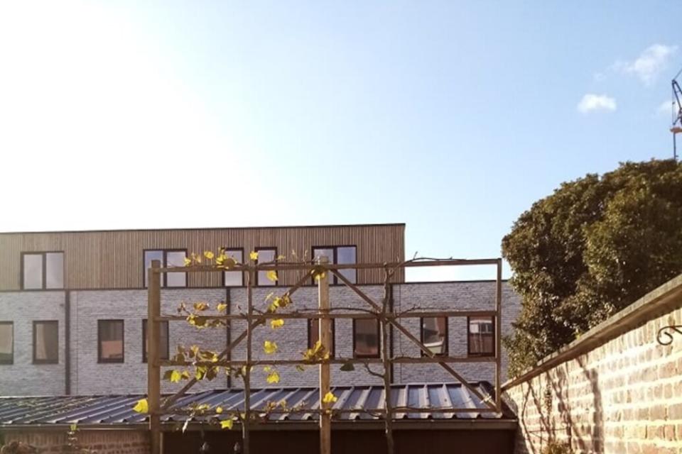 Leiboom in stadstuin tegen inkijk