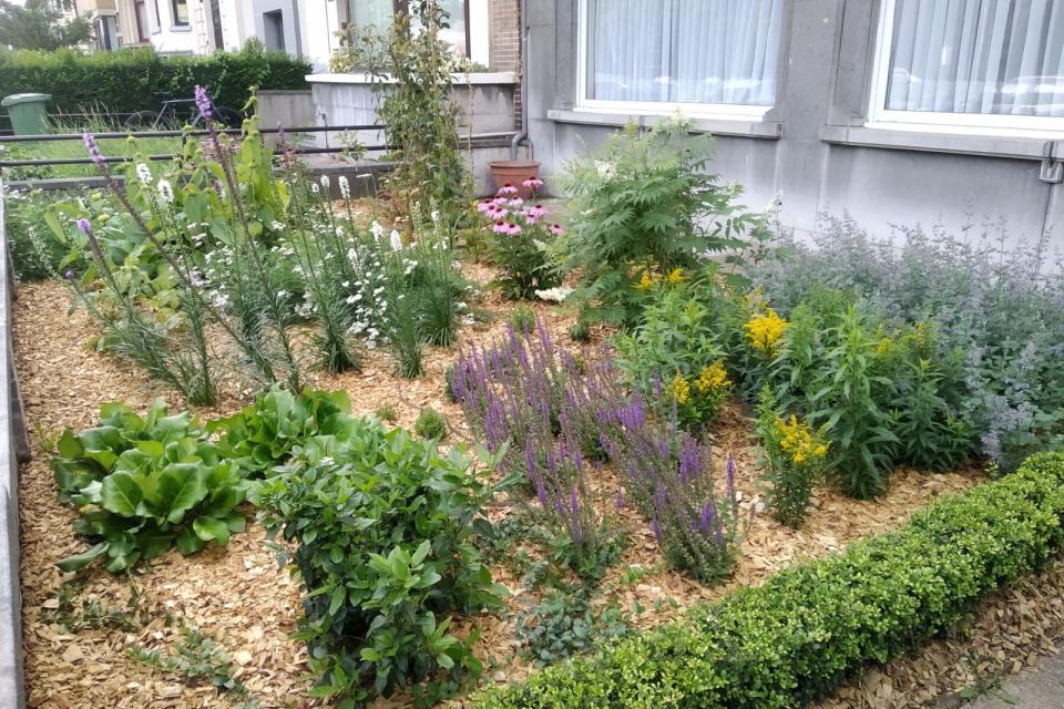 Voortuin 6 maand na aanleg