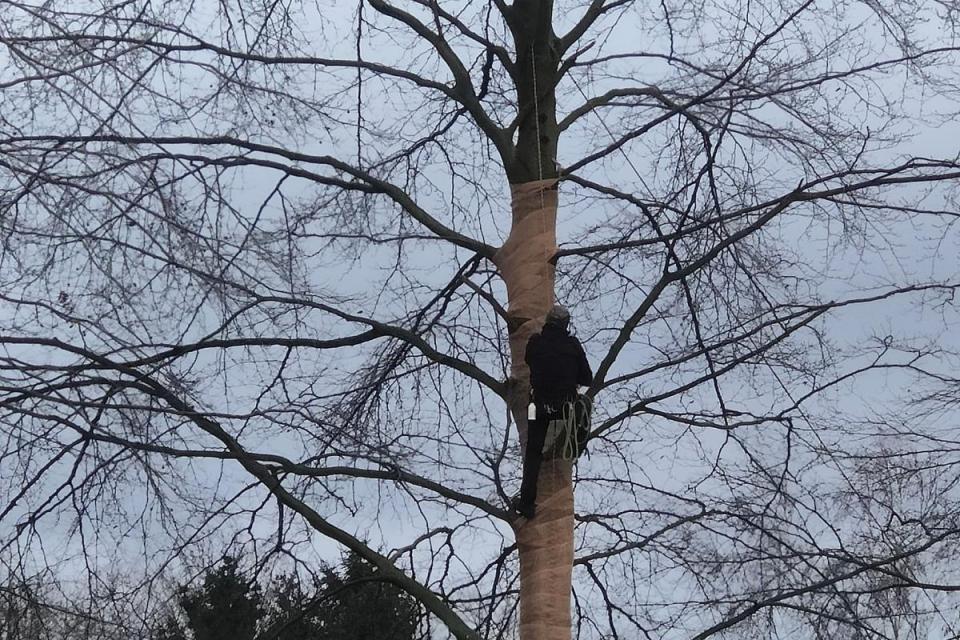 HansOtte Boomverzorging