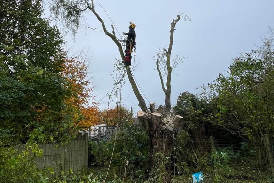 Stormschade krulwilg