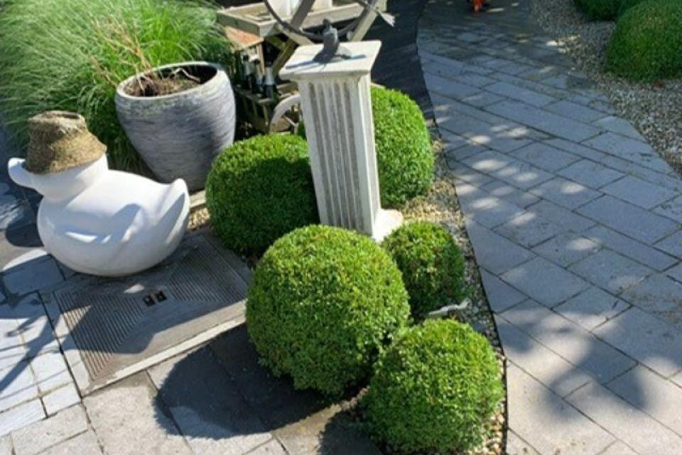 Buxus en haag in vorm scheren