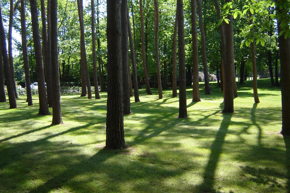bomen tuin