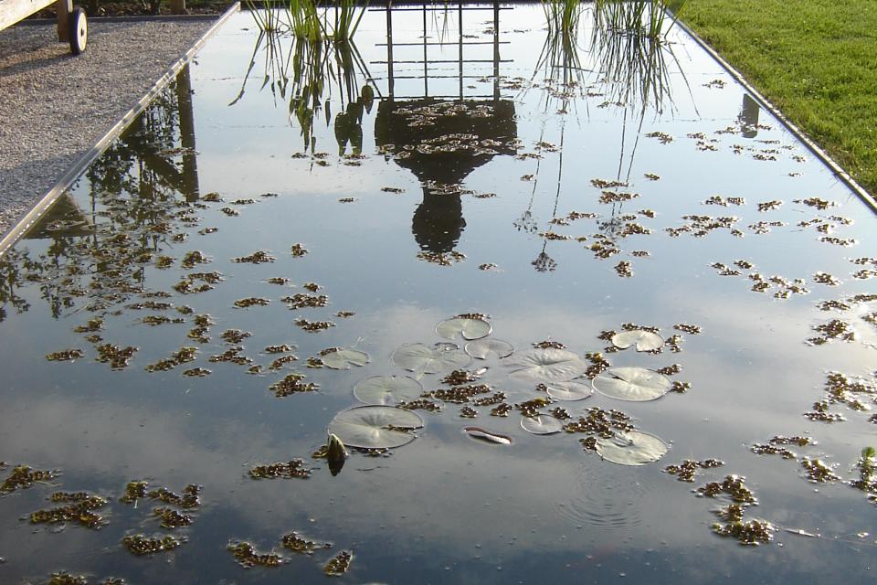 zwemvijver - zwempartij - water in de tuin mogelijkheden
