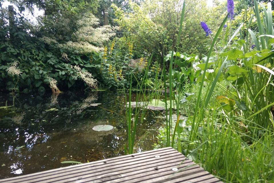 natuurlijke vijver