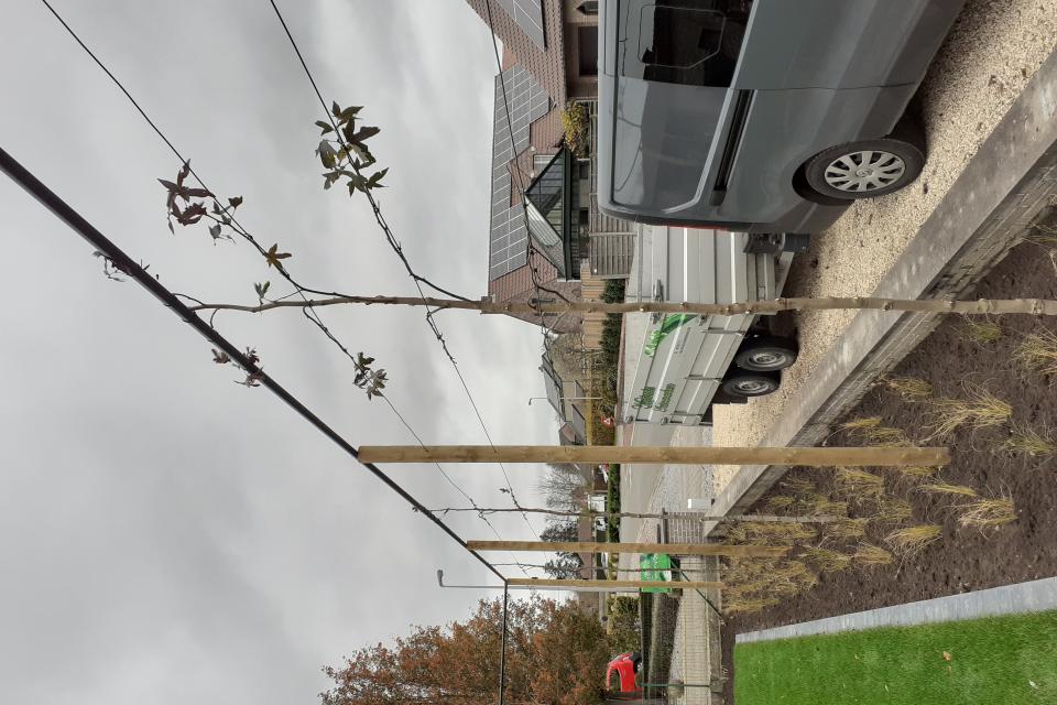Leibomen aanplanten