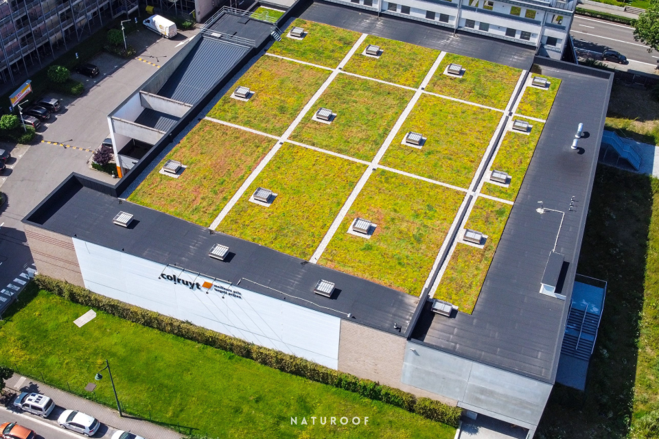 Extensief groendak van sedumplantjes op de Colruyt in Oudergem