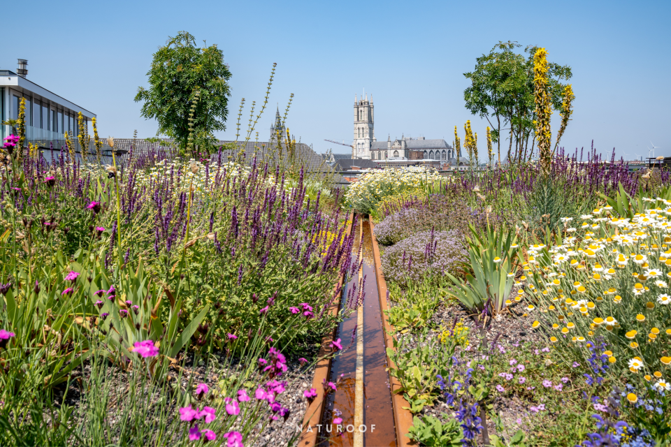 Daktuin in Stad Gent met bloemen, vaste planten, bomen en een waterelement 