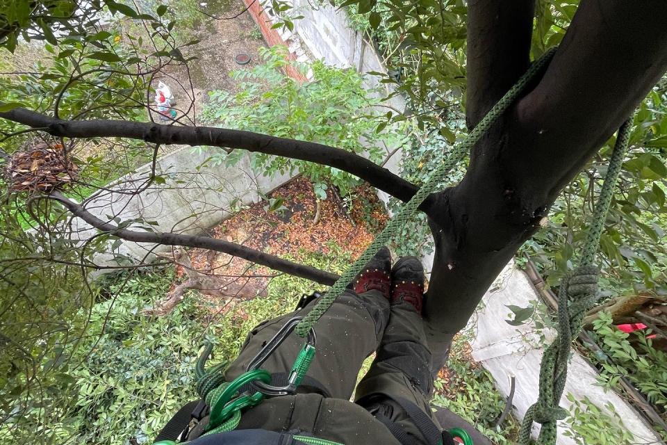 De boom in