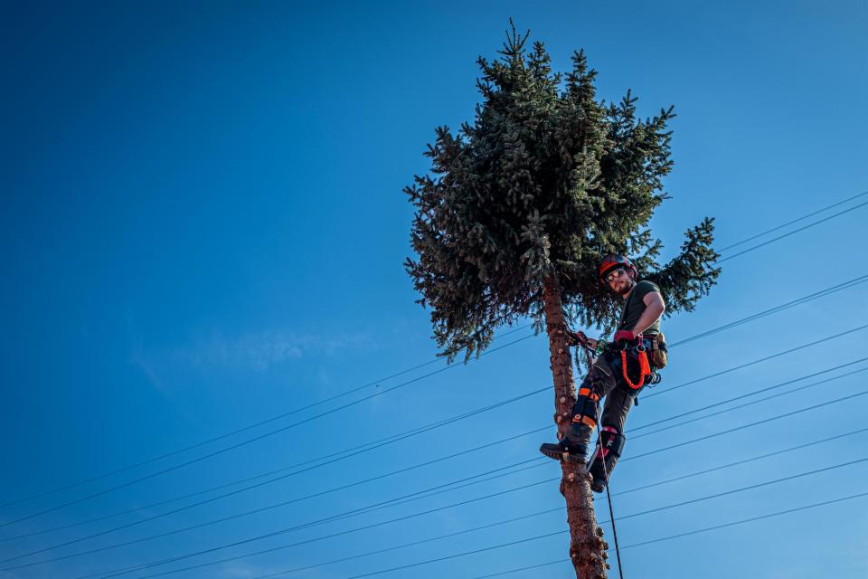 De boom in 