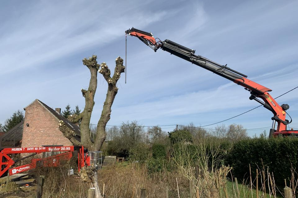 Snoeien en vellen van bomen, demontage met kraan