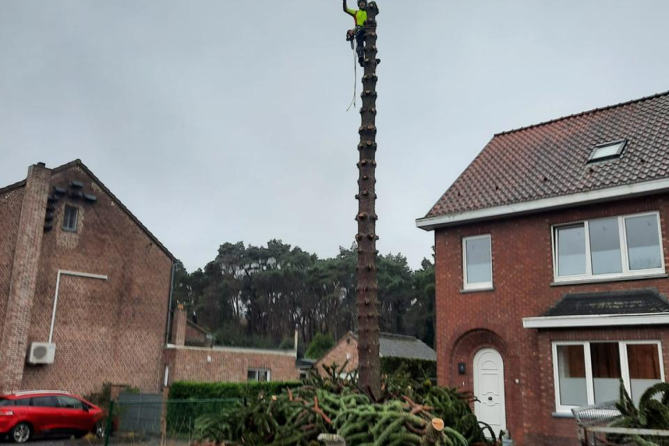 Vellen van boom d.m.v. klimtechnieken