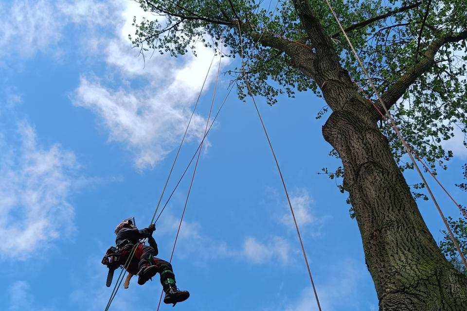 Realisatie_RopeTree2.jpg