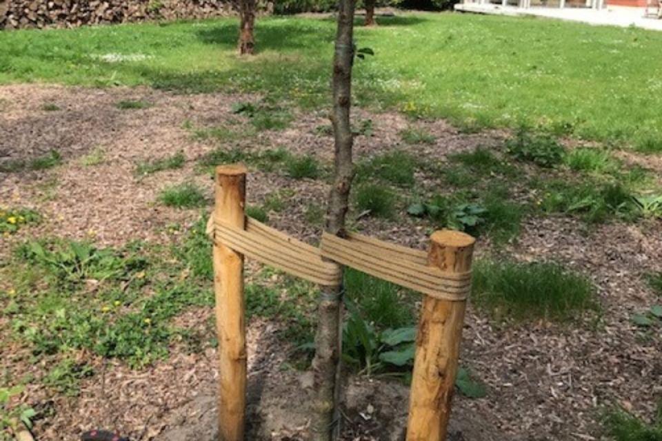 kerselaar planten