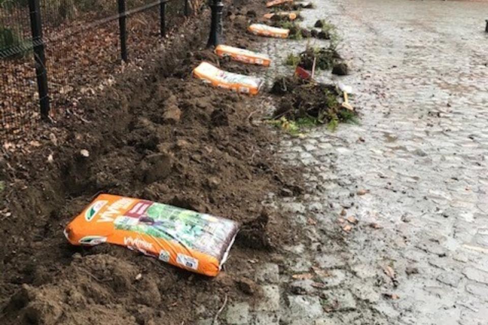beukenhaag planten