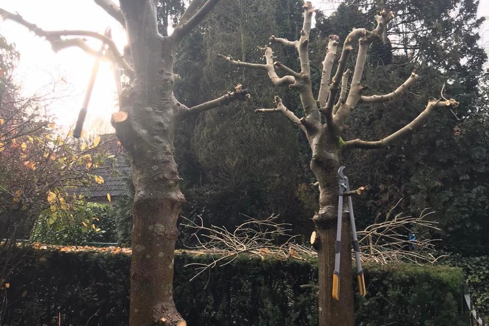 bomen knotten