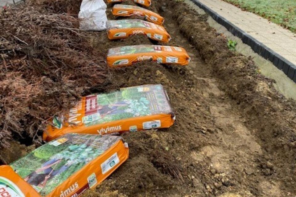 nieuwe haag planten