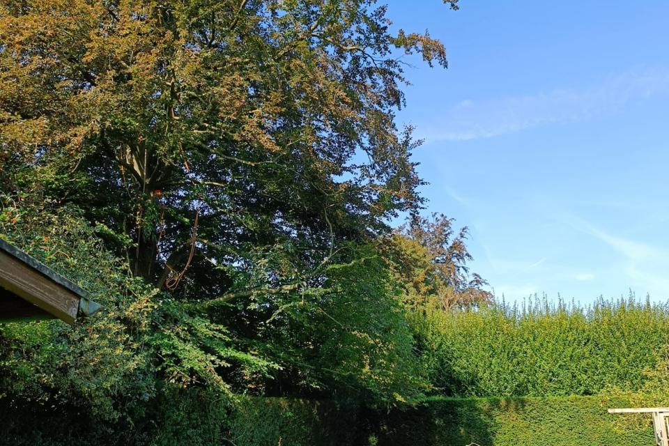 Sterk Boomwerk