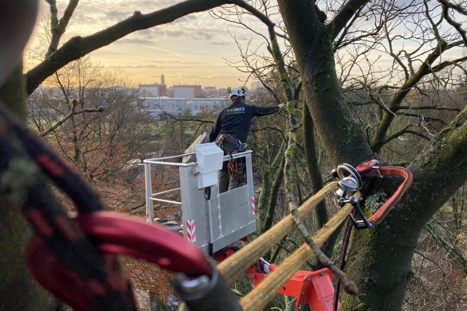 snoeien van bomen, al klimmend of met de hoogtewerker