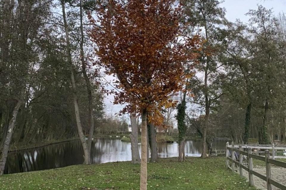 aanplanten van bomen