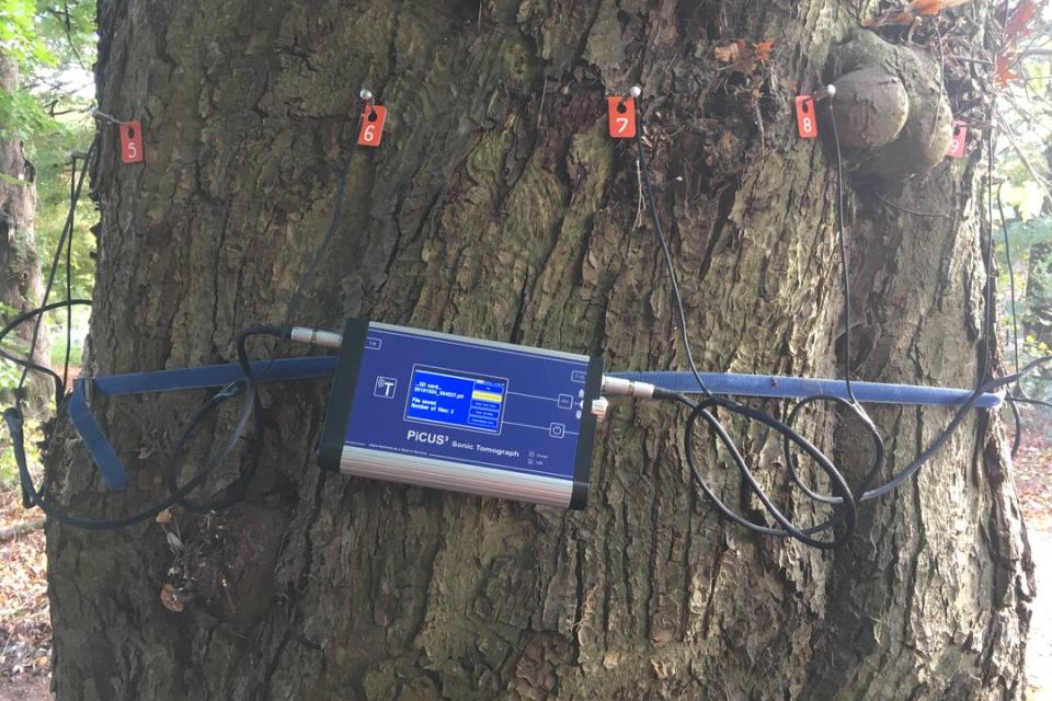 tomografische onderzoeken (de inwendige houtkwaliteit van bomen onderzoeken)