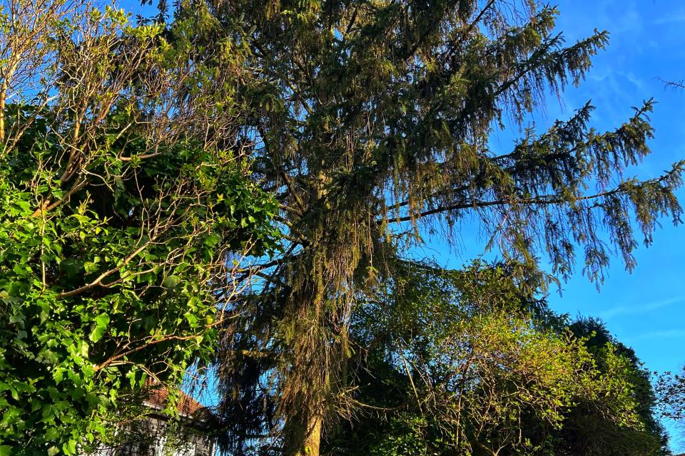Tuin & Boomwerken GS