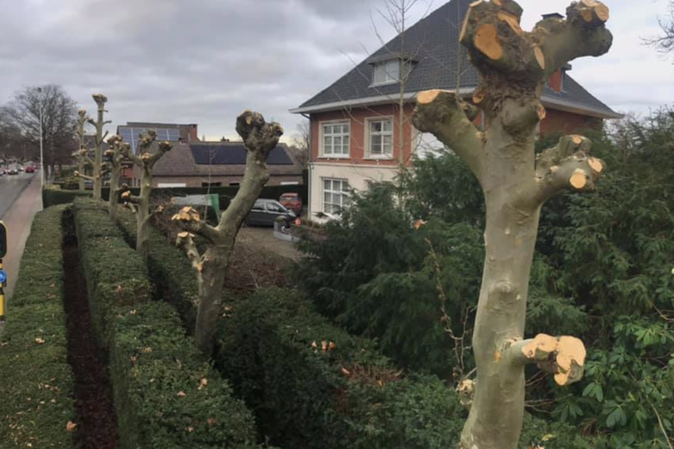 Snoeiwerken