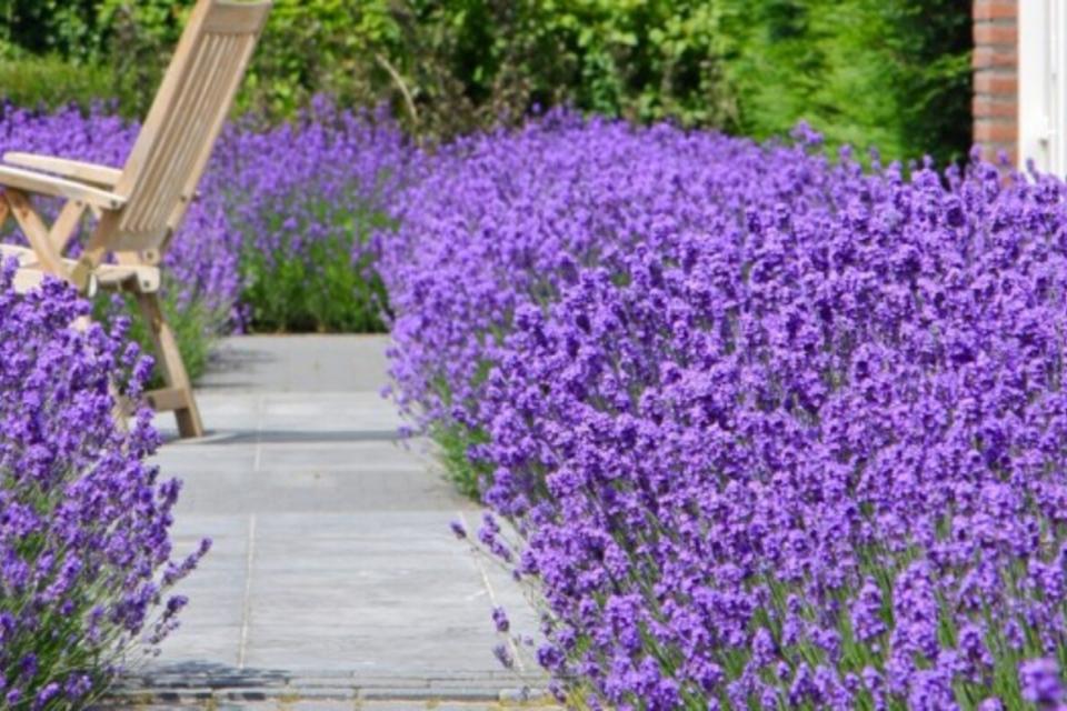 tuinonderhoud