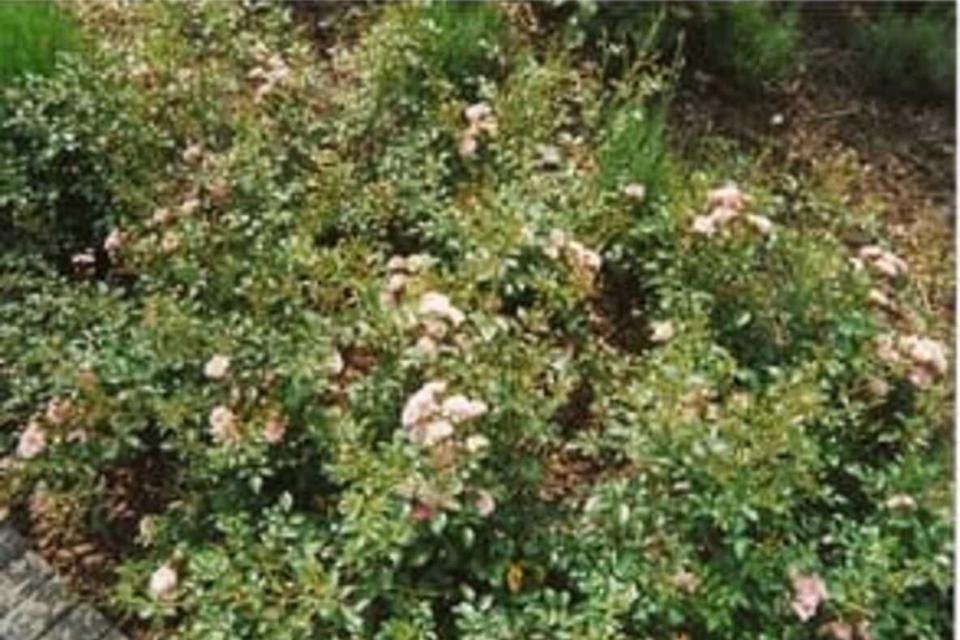 Tuincentrum + Tuinaanleg Bullens