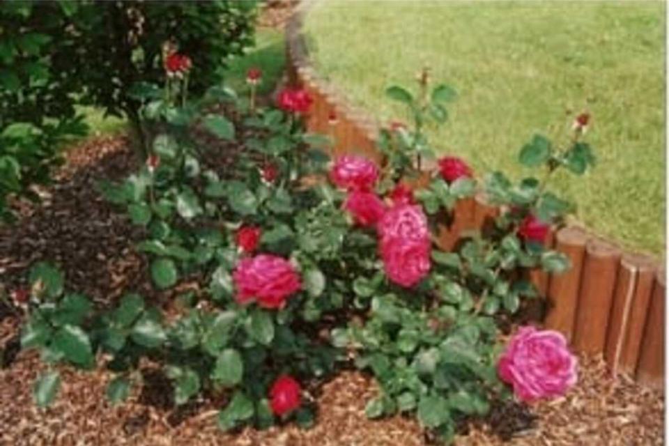 Tuincentrum + Tuinaanleg Bullens