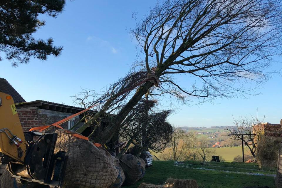 Plaatsen grote bomen met kluitverankering