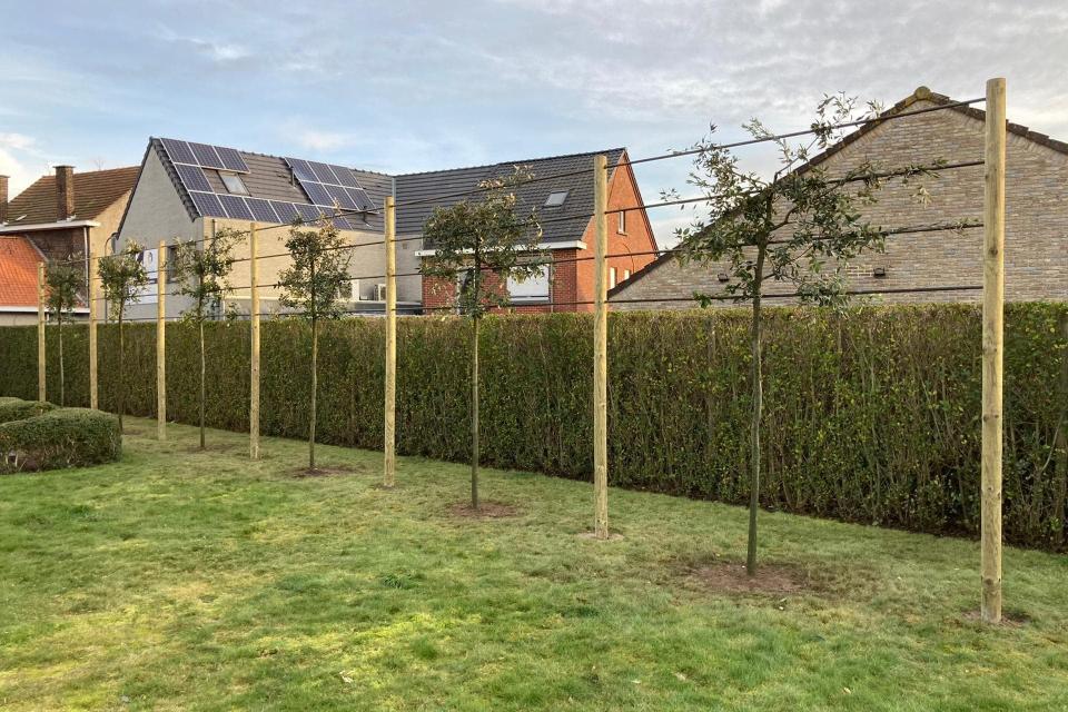 Plaatsen van Ilex met leiconstructie.