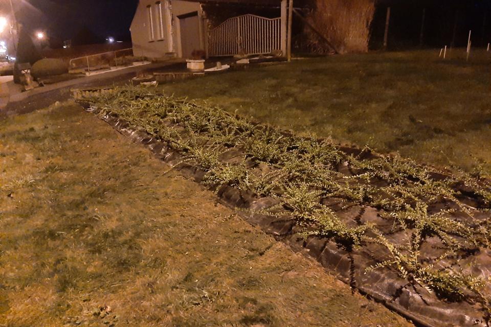 aanplanting Lonicera