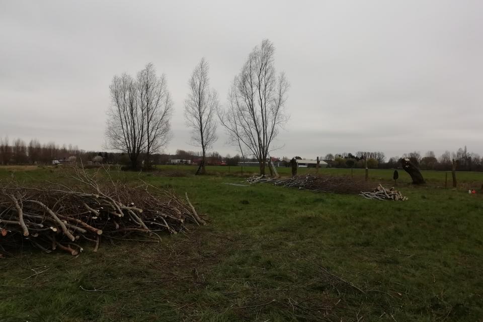 Bomen Knotten